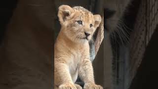 #lion cub roar#adult lion roar#shortvideo #viral