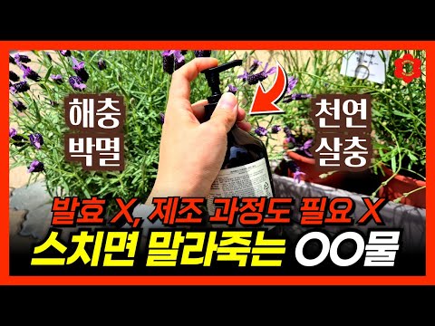 [🪙1원도 쓰지 마세요] 어느 화장실에나 다 있는 '이것', 발효없이 섞으면 완성되는 친환경 살충제ㅣ💯이것 하나면 벌레 해충이 싹 사라집니다 : 교과서에도 있는데 왜 안쓰지?🫢