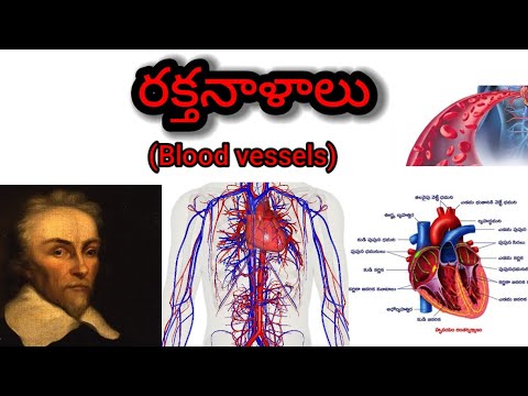 రక్తనాళాలు (Blood vessels) Raktanalalu William Harvey (విలియం హార్వే) Marcello Malpighi