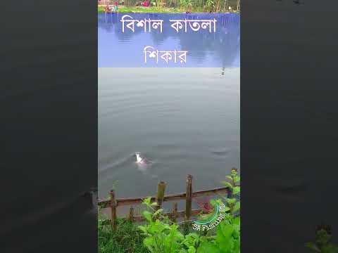 বিশাল কাতলা মাছ শিকার | Katla Fishing | Ep : 102 | #fishingshorts #hook_fishing #riverfishing