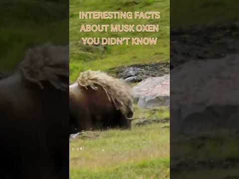 Interesting Facts About Musk Oxen You Didn't Know #documentarychannel #wildlife