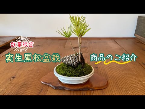 【園芸】実生黒松盆栽 商品のご説明