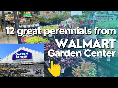 Top 12 Easy-to-grow Perennials for Beginners: Walmart Edition 2023