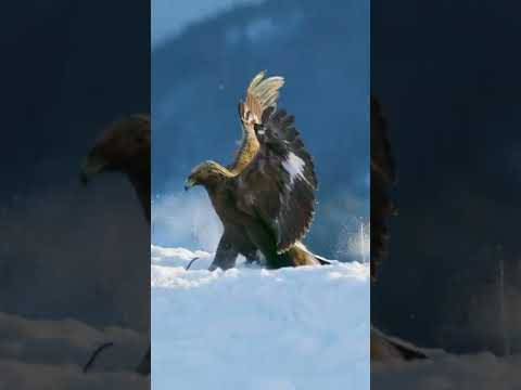 Majestic Landing Of Golden Eagle In The Snow Mountain Peak/Bird Of Prey/ Northern Hemisphere Birds