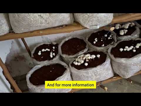 Button mushroom farming in India Mushroom ki kheti ki jankari in hindi & english