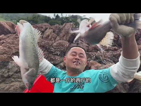 【阿向趕海】七隻鴿子打窩兩百平巨坑 石斑魚鱸魚前赴繼 魚獲重達三十斤