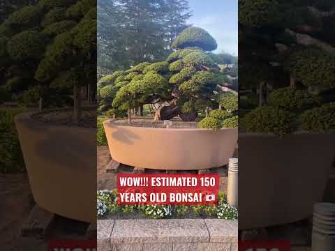 Giant Japanese Bonsai displayed in Hamamatsu Flower Park Japan #helloamazingjapan #japan #bonsai