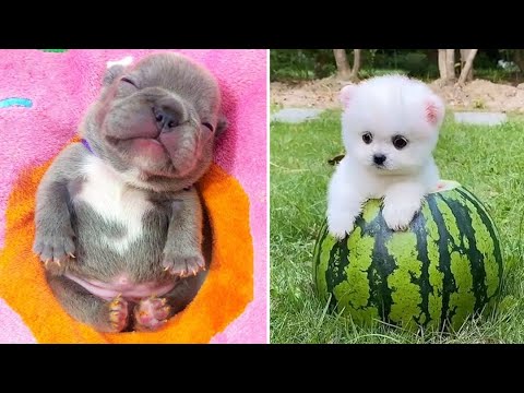 Baby Dogs 🔴 Cute and Funny Dog Videos Compilation #9 | 30 Minutes of Funny Puppy Videos 2021