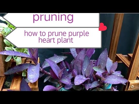 how to prune purple heart plant #purpleheartplant#plants #trending #botany