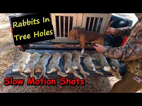 Epic Rabbit Hunt In South Carolina: A MUST SEE!!