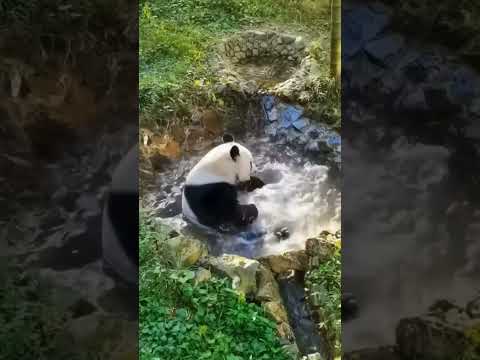 "Adorable Panda's Joyful Splash in the Stream" #facts #junglewildlife #endangeredspecies #animals