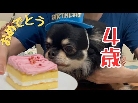 初めて食べるコミフのケーキに暴走 ブラックタンチワワの麦#チワワ #犬のケーキ#誕生日