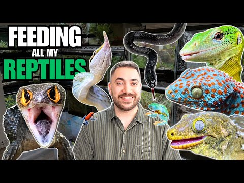 FEEDING ALL MY REPTILES! (Lizards, Snakes, Frogs and more!)