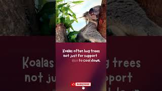 #animallovers #naturefacts  #animalbehavior #koala  #heartwarming  #TreeHugging #ShortandInformative