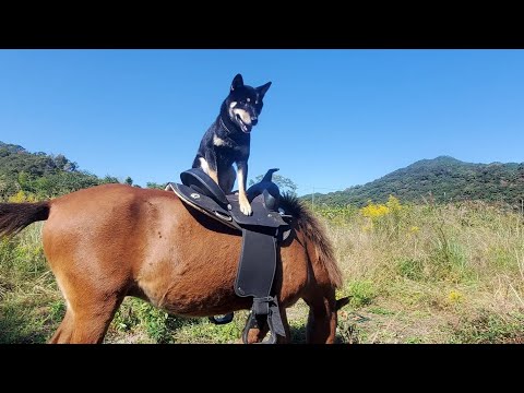 乗馬する柴犬