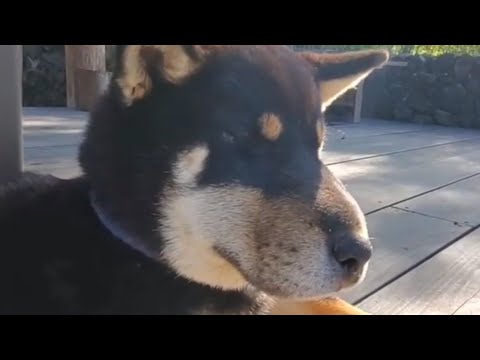 マムシに噛まれた柴犬ワッキー