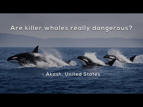 Are killer whales really dangerous?