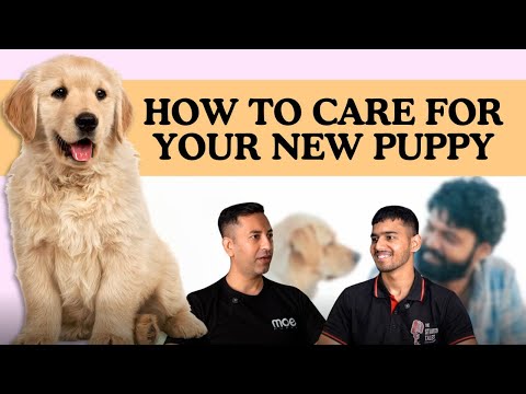 How to Care for your New Puppy | Podcast