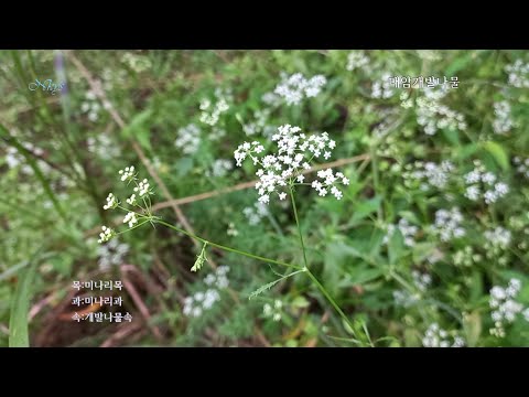 대암개발나물(Heterophyllous water parsnip)