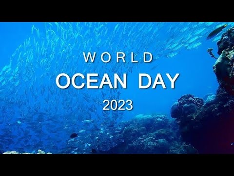 Around the world ocean, oceans, pacific, 4k video, animals,