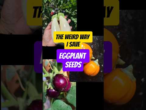 Efficient way to save eggplant seeds - this ACTUALLY WORKS!!!