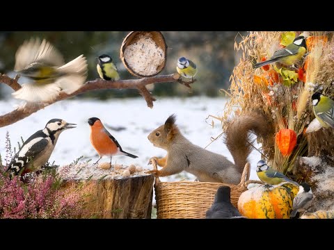 Hang Out with Little Birds and Fluffy Squirrels: 10 hours Cat & Dog TV