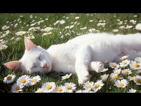 Calming music for Cats 🎵 Cozy Autumn Ambience | Cat music for anxiety | Piano cat music