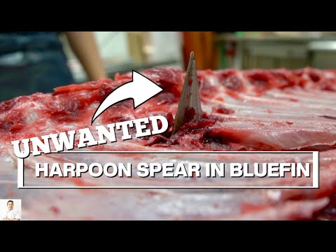 Finding An UNWANTED Harpoon Spear Head While Filleting Bluefin Tuna!