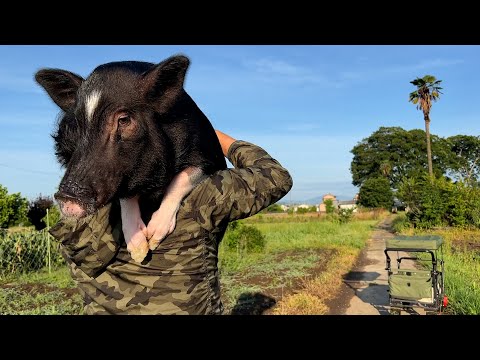 Here's the pig that was captured after a failed escape attempt at 5:00 a.m.