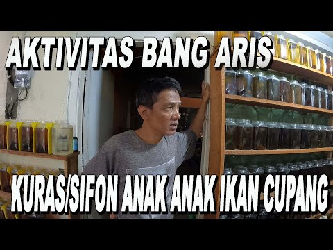 AKTIVITAS BANG ARIS DI FARM IKAN CUPANG NYA