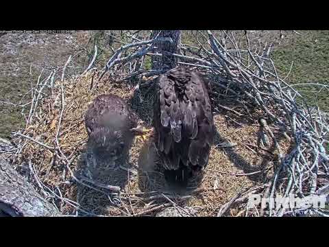 Tug-O-Squirrel! Eaglets Split Lunch