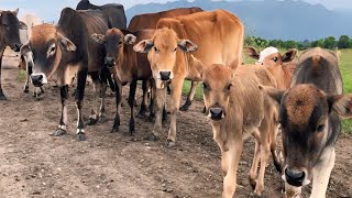 COWS MOOING - Cow baby bring over show Funny in a field