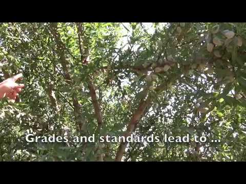 Almond Nursery overview