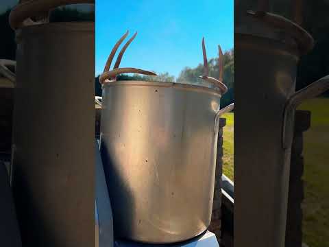 Antler stew anyone? [whitetail euro mount boil] | N1 Outdoors