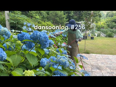 Summer rural life in Korea vlog 256) Little happiness