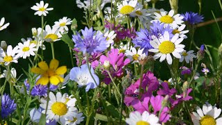 How to grow a wildflower meadow in a pot or container