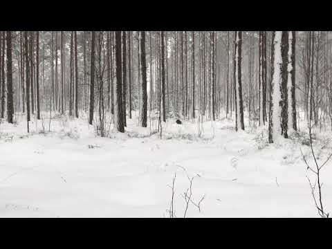 Lapponian herder puppy Louhi enjoys the winterforest