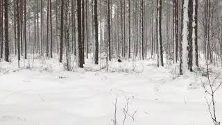 Lapponian herder puppy Louhi enjoys the winterforest