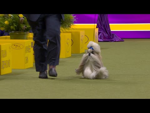 Comet the Shih Tzu wins the Toy Group | Westminster Kennel Club