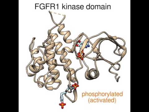 Morphing FGFR1 kinase domain (phosphorylations simplified)