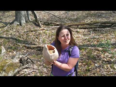 Mystery Egg Found in Woods