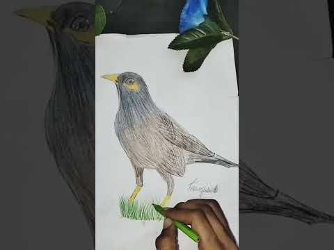 pencil sketch bird 🐦 drawing for beginners #drawing#pencildrawing  #viralvideo