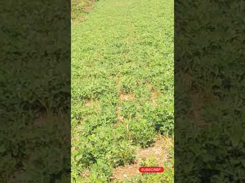 My Ground Nut Field 🌿☘️🍃#groundnutcultivation #groundnut #greennature #field