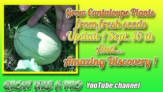 Cantaloupe Plants Update Sept 16th By GrowLikeAPro