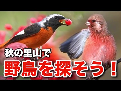 楽しい野鳥の世界！ジョウビタキと身近な小鳥たちの愉快な物語～