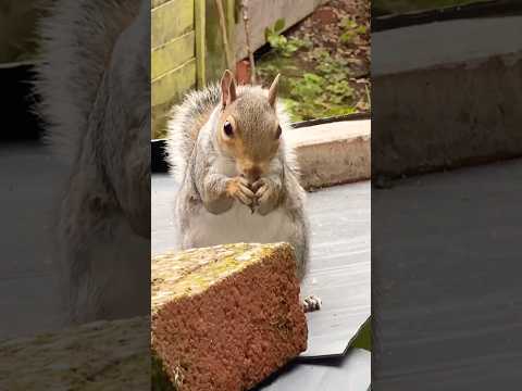 New adorable squirrel 🐿️ 😱😱#shortsvideo #squirrellover #squirrel #wildlife #nature