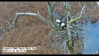 INWR-nest building timelapse Oct  Jan3