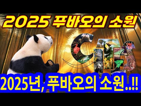 💥2025년, 푸바오의 소원..!! 🐼푸바오를 비롯한 판다들이 💢행복한 세상을 꿈꾸며..!!