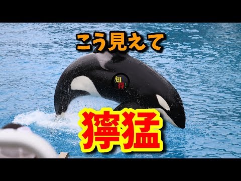 ◆知っ得◆雑学　シャチが人間を襲わない理由～シャチは人間を食べない?🐬 　◆知っ得◆雑学