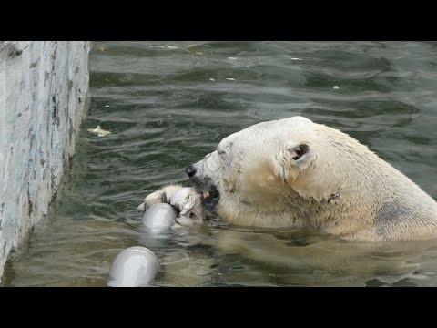 20241101背泳ぎになる瞬間と牛骨みっけ